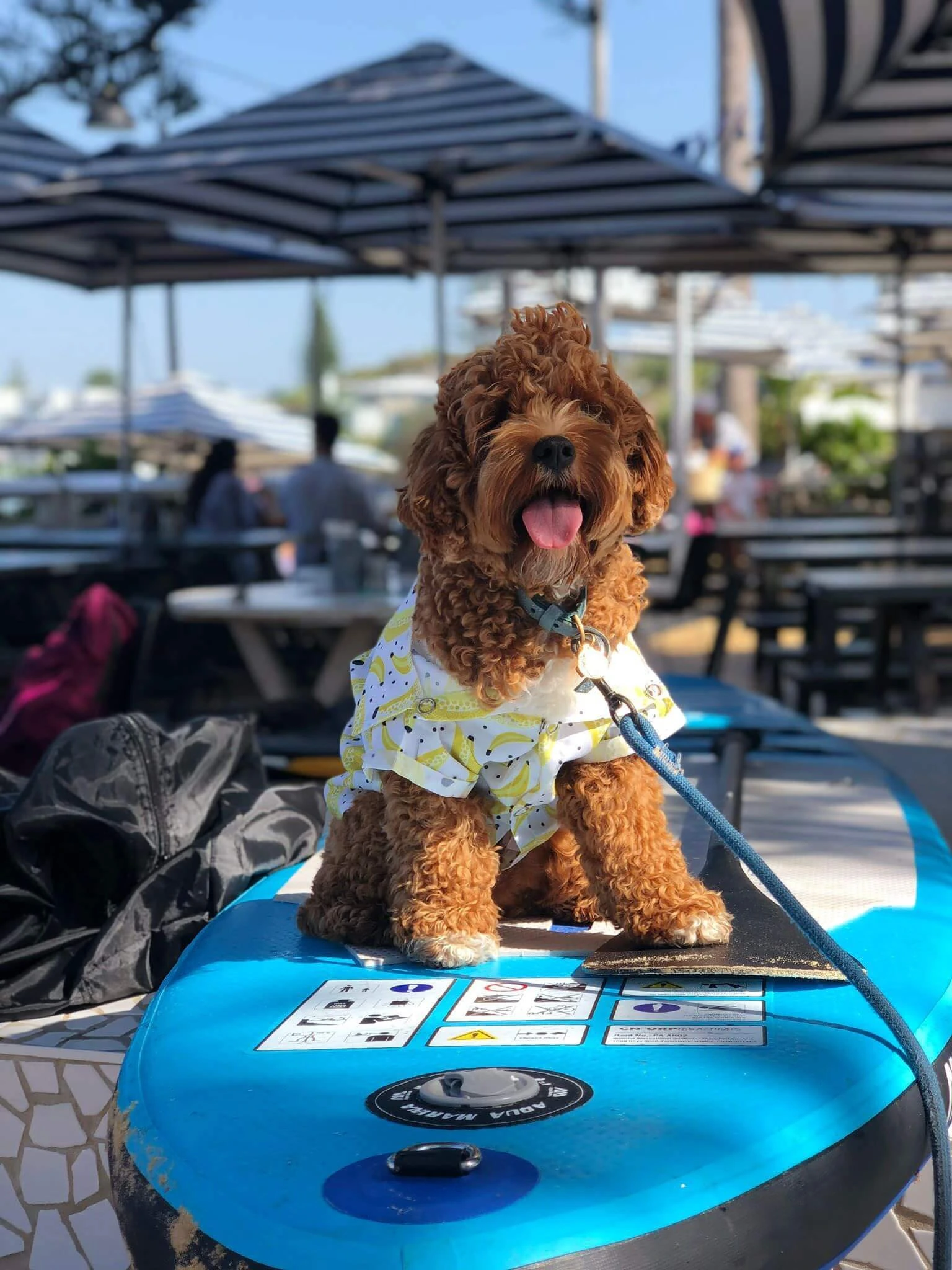 Happy dog with the Shining Tails crew in Bondi
